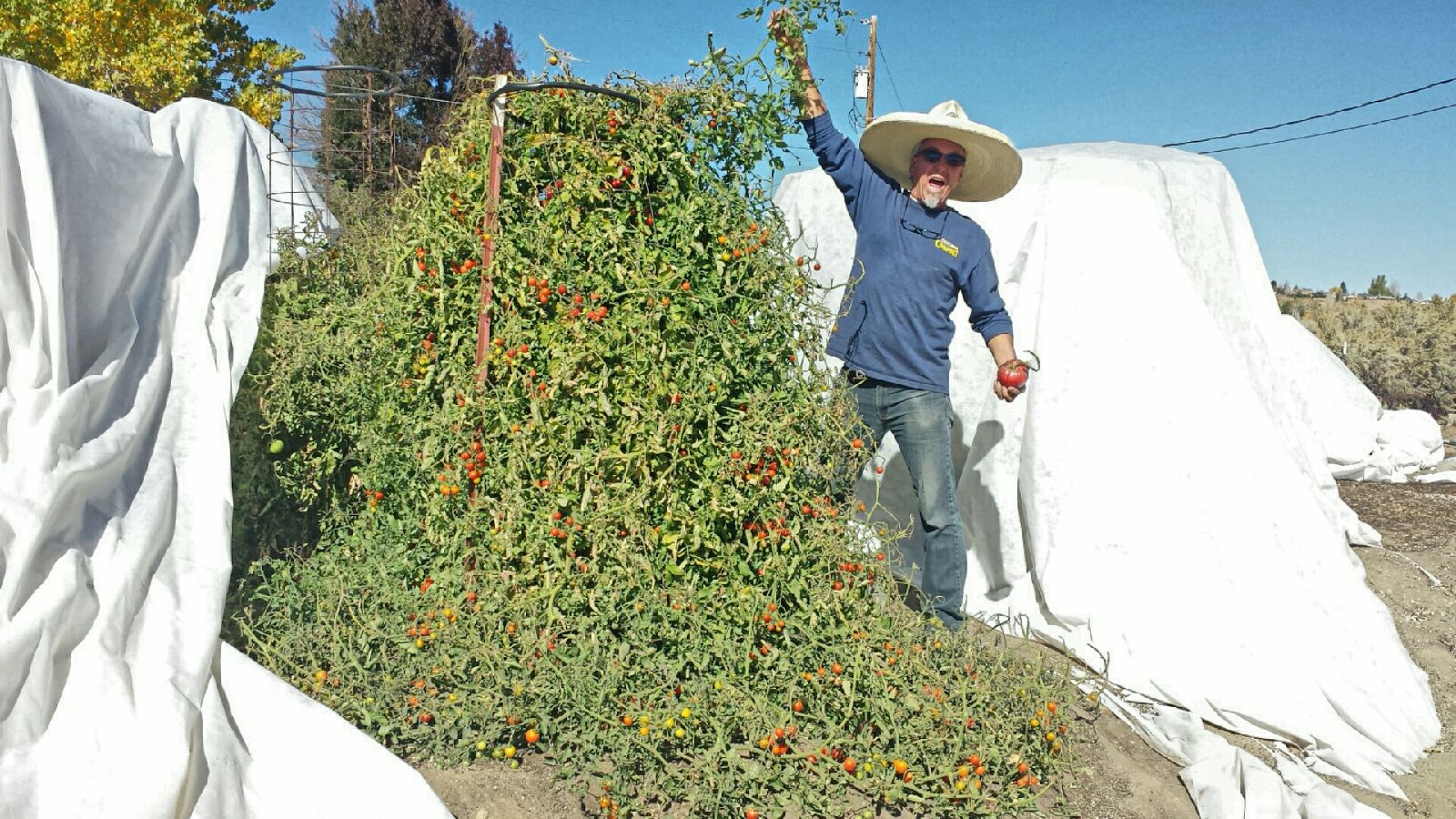 How to Grow Tomatoes in Nevada: A Simple Guide