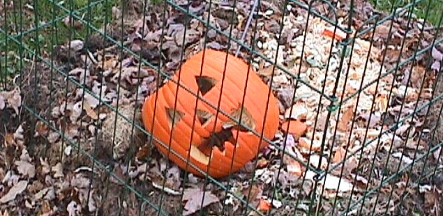 Pumpkin Carcass Compost: Halloween Tricks to Treat Your Garden!