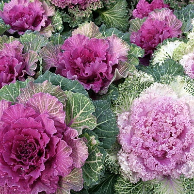 Gifts for Gardeners: Ornamental Kale!